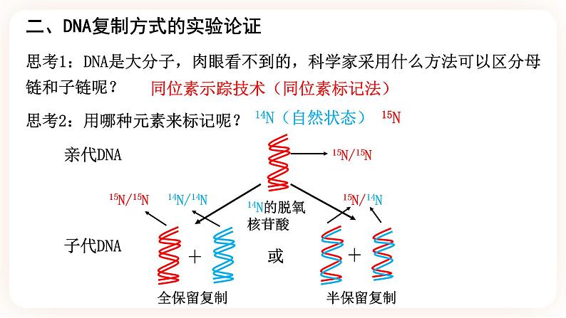 3.3 DNA的复制 课件05