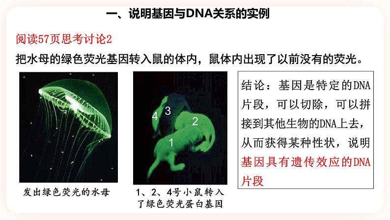 3.4  基因通常是有遗传效应的DNA片段 课件06