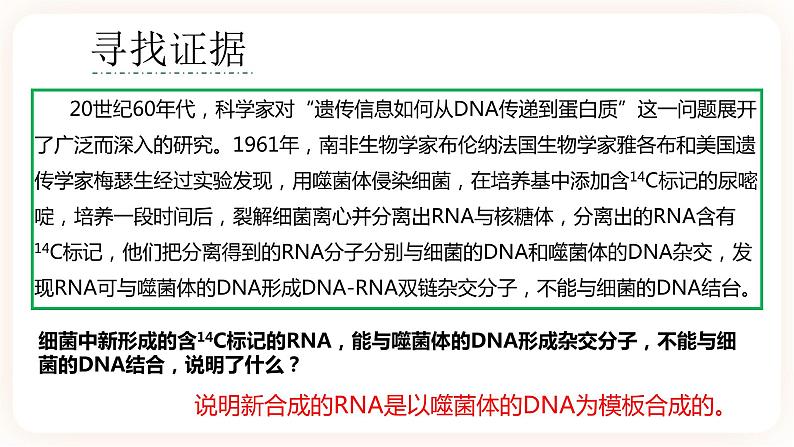 4.1 基因指导蛋白质的合成 课件+素材06