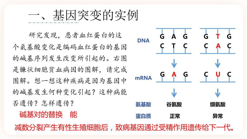 5.1 基因突变和基因重组 课件+素材07