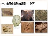 6.1 生物有共同祖先的证据 课件