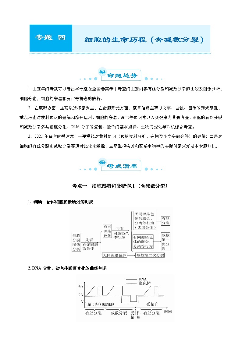 （新高考）高考生物二轮精品专题四细胞的生命历程（含减数分裂）(原卷版)第1页