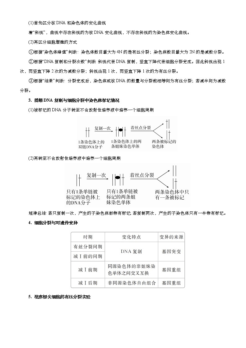 （新高考）高考生物二轮精品专题四细胞的生命历程（含减数分裂）(原卷版)第2页