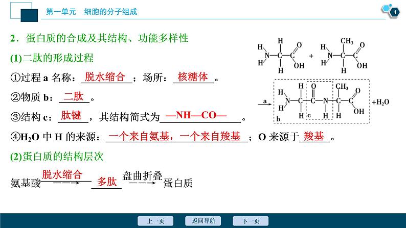 (新高考)高考生物一轮复习讲义课件第2讲蛋白质和核酸 (含解析)第5页