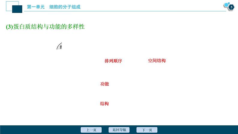 (新高考)高考生物一轮复习讲义课件第2讲蛋白质和核酸 (含解析)第6页