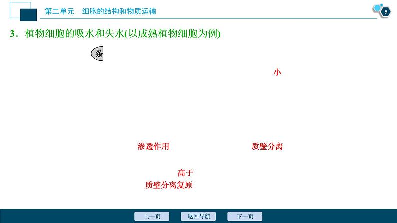 (新高考)高考生物一轮复习讲义课件第6讲细胞的物质输入和输出 (含解析)第6页