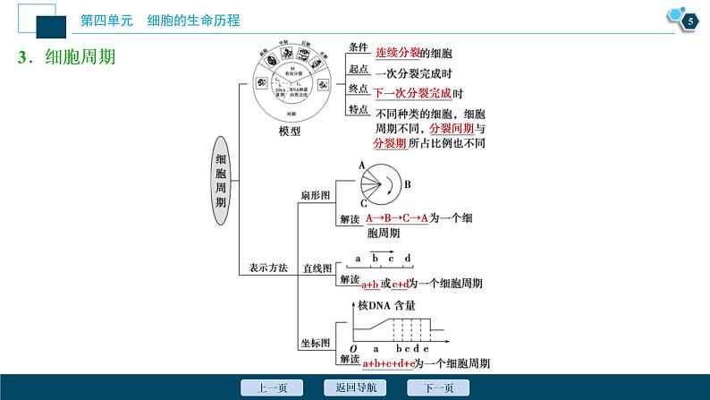 (新高考)高考生物一轮复习讲义课件第10讲细胞的增殖 (含解析)06