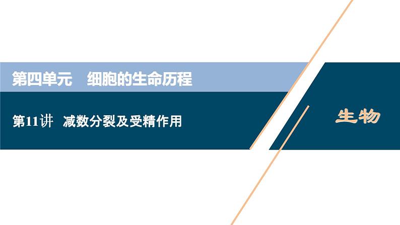 (新高考)高考生物一轮复习讲义课件第11讲减数分裂及受精作用 (含解析)第1页