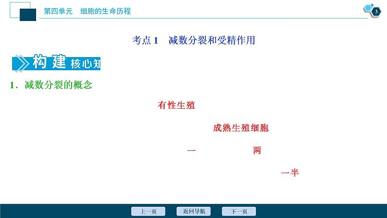 (新高考)高考生物一轮复习讲义课件第11讲减数分裂及受精作用 (含解析)第4页