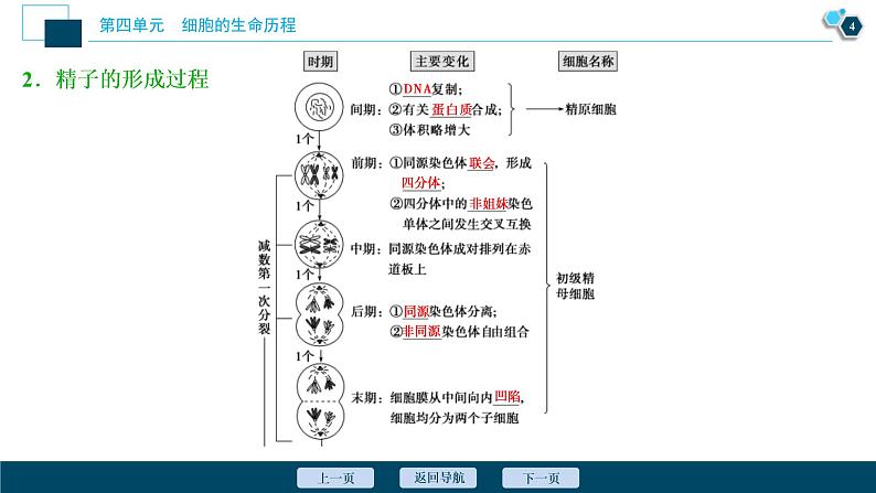 (新高考)高考生物一轮复习讲义课件第11讲减数分裂及受精作用 (含解析)第5页