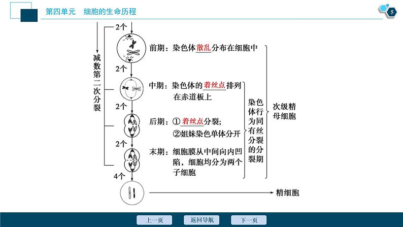 (新高考)高考生物一轮复习讲义课件第11讲减数分裂及受精作用 (含解析)第6页