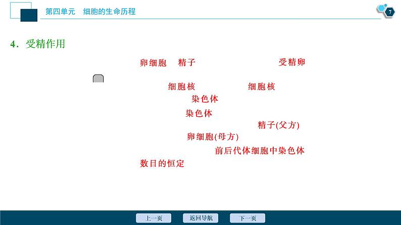 (新高考)高考生物一轮复习讲义课件第11讲减数分裂及受精作用 (含解析)第8页