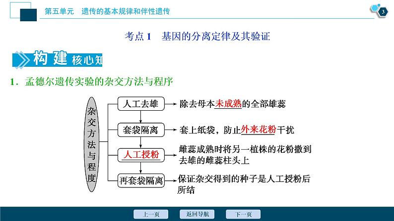 (新高考)高考生物一轮复习讲义课件第13讲基因的分离定律 (含解析)第4页