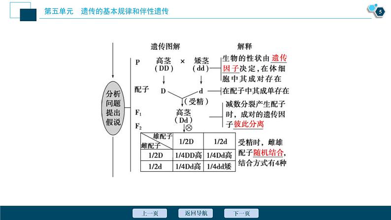 (新高考)高考生物一轮复习讲义课件第13讲基因的分离定律 (含解析)第6页