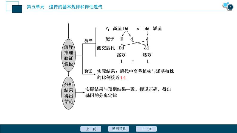 (新高考)高考生物一轮复习讲义课件第13讲基因的分离定律 (含解析)第7页