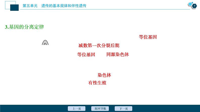 (新高考)高考生物一轮复习讲义课件第13讲基因的分离定律 (含解析)第8页