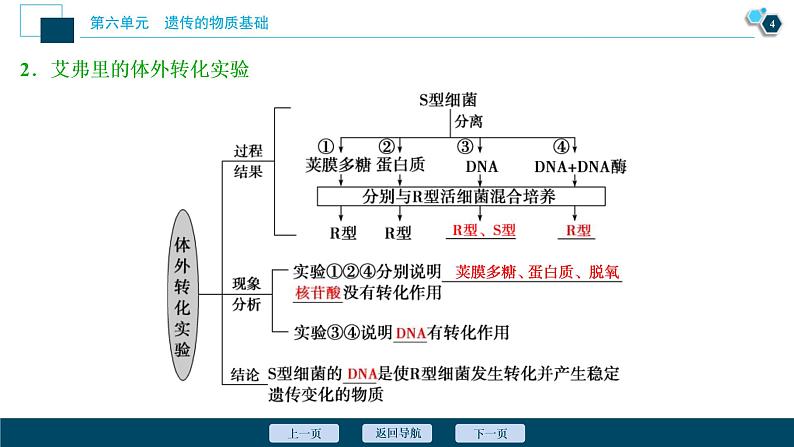 (新高考)高考生物一轮复习讲义课件第17讲DNA是主要的遗传物质 (含解析)第5页