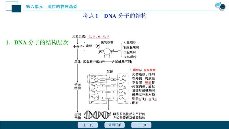 (新高考)高考生物一轮复习讲义课件第18讲DNA分子的结构、复制及基因的本质 (含解析)04