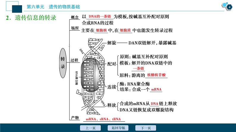 (新高考)高考生物一轮复习讲义课件第19讲基因的表达 (含解析)05