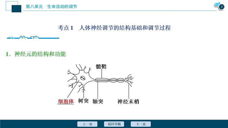 (新高考)高考生物一轮复习讲义课件第24讲通过神经系统的调节 (含解析)04