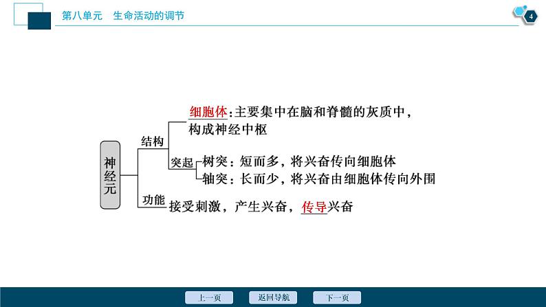 (新高考)高考生物一轮复习讲义课件第24讲通过神经系统的调节 (含解析)05