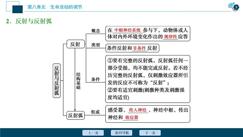 (新高考)高考生物一轮复习讲义课件第24讲通过神经系统的调节 (含解析)06