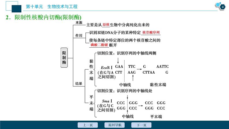 (新高考)高考生物一轮复习讲义课件第34讲基因工程 (含解析)05