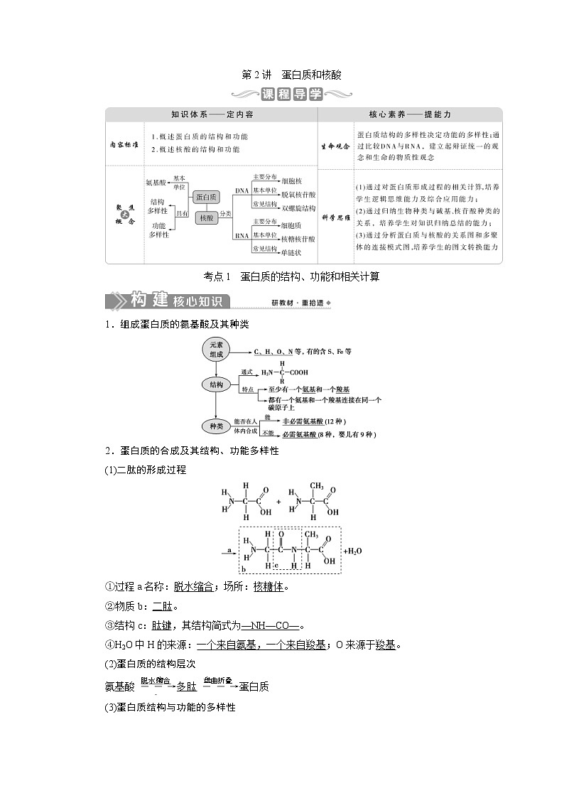 (新高考)高考生物一轮复习学案第2讲蛋白质和核酸(含解析)01