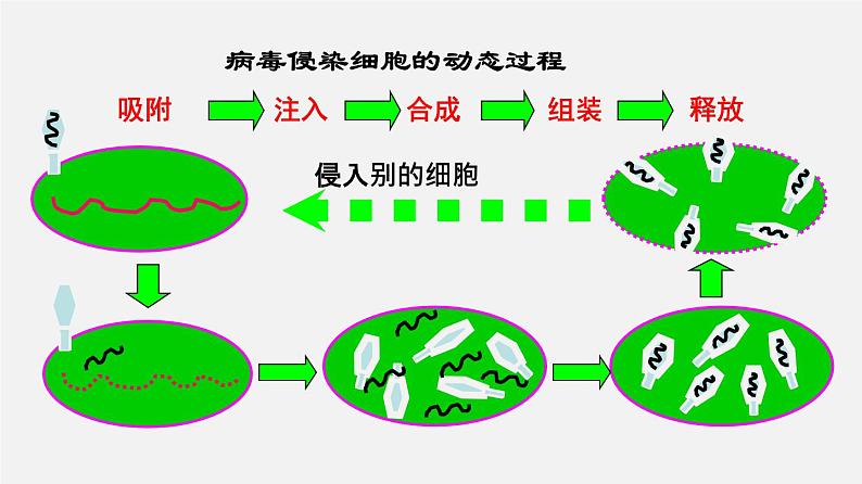 (人教版)高考生物二轮复习课件专题01 细胞的分子组成 (含解析)04