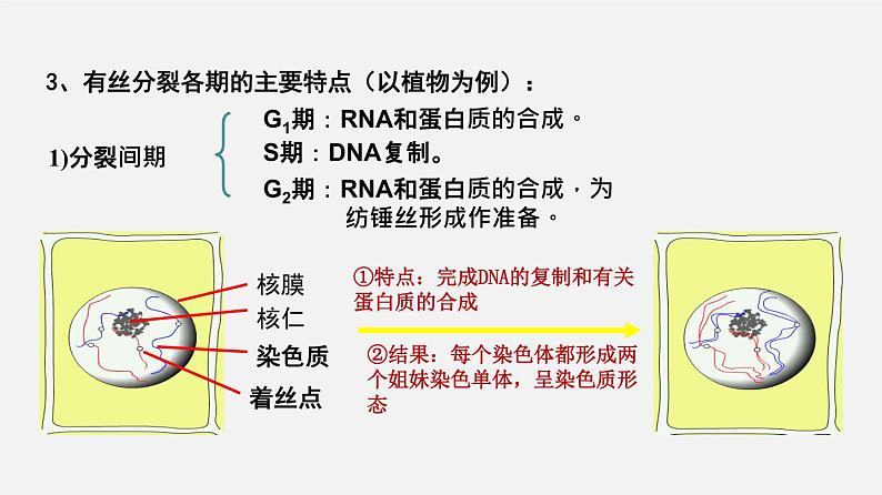 (人教版)高考生物二轮复习课件专题03 细胞的增殖 (含解析)第8页