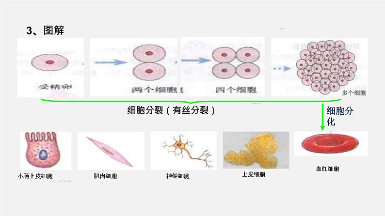 (人教版)高考生物二轮复习课件专题04 细胞的分化、衰老、凋亡和癌变 (含解析)05