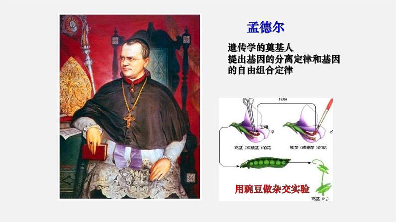 (人教版)高考生物二轮复习课件专题08 孟德尔遗传定律 (含解析)第2页