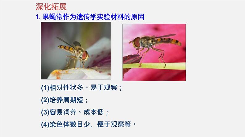 (人教版)高考生物二轮复习课件专题08 孟德尔遗传定律 (含解析)第6页