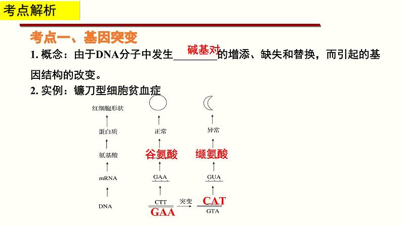 (人教版)高考生物二轮复习课件专题12 可遗传变异与育种 (含解析)第4页