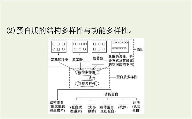 (通用版)高考生物一轮复习课件1.3生命活动的主要承担者__蛋白质(含解析)第8页