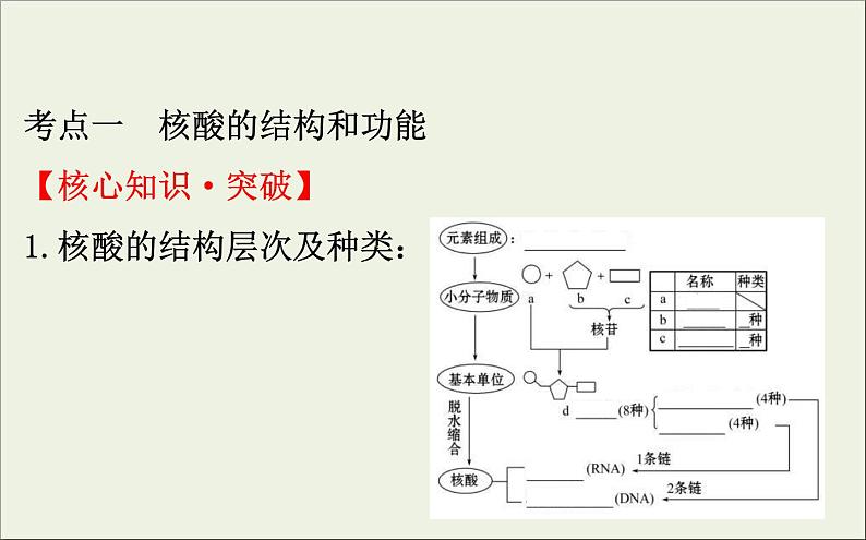 (通用版)高考生物一轮复习课件1.4核酸糖类和脂质(含解析)04