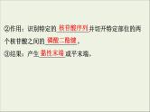 (通用版)高考生物一轮复习课件3.1基因工程(含解析)
