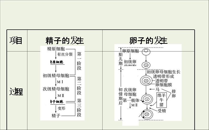 (通用版)高考生物一轮复习课件3.4胚胎工程与生物技术的安全性和伦理问题(含解析)第5页