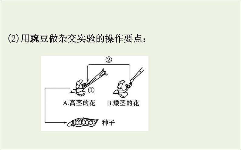 (通用版)高考生物一轮复习课件5.1孟德尔的豌豆杂交实验一(含解析)第6页