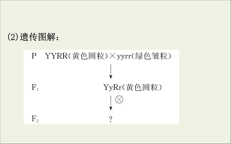 (通用版)高考生物一轮复习课件5.2孟德尔的豌豆杂交实验二(含解析)第8页