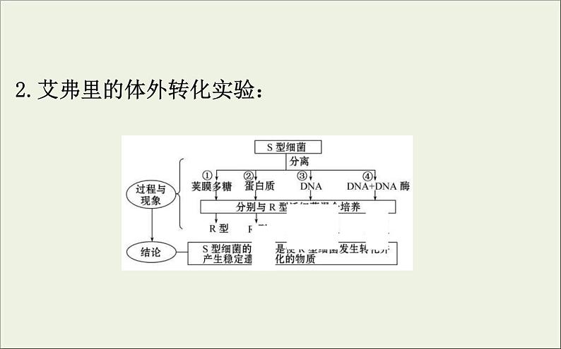 (通用版)高考生物一轮复习课件6.1DNA是主要的遗传物质(含解析)07