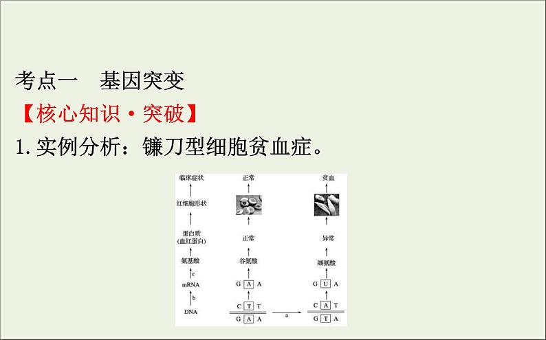 (通用版)高考生物一轮复习课件7.1基因突变和基因重组(含解析)第4页