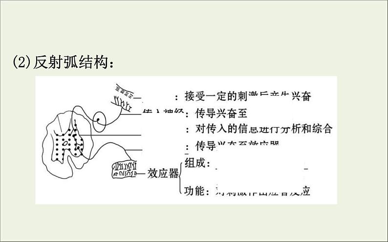 (通用版)高考生物一轮复习课件8.2通过神经系统的调节(含解析)第5页