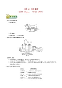 高考生物一轮复习考点一遍过考点19 光合作用(含解析)