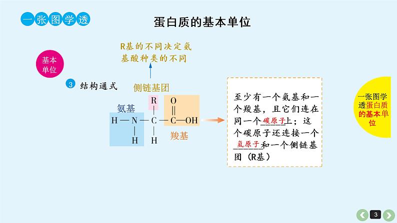 (通用版)高考生物一轮复习课件：第2课-蛋白质(含解析)第3页