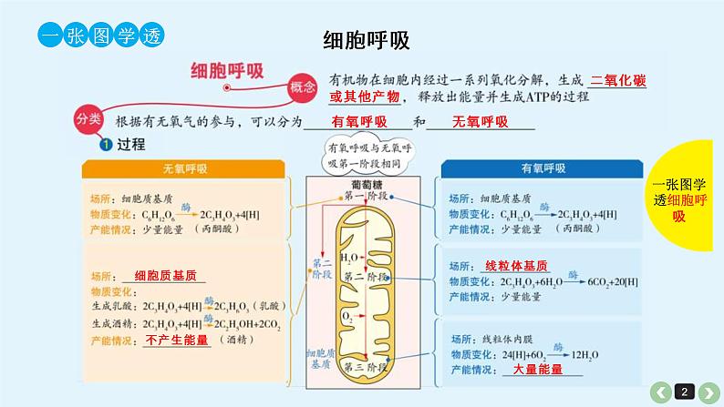 (通用版)高考生物一轮复习课件：第12课-呼吸作用(含解析)第2页