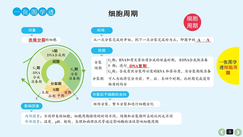 (通用版)高考生物一轮复习课件：第14课-细胞的增殖(含解析)第3页