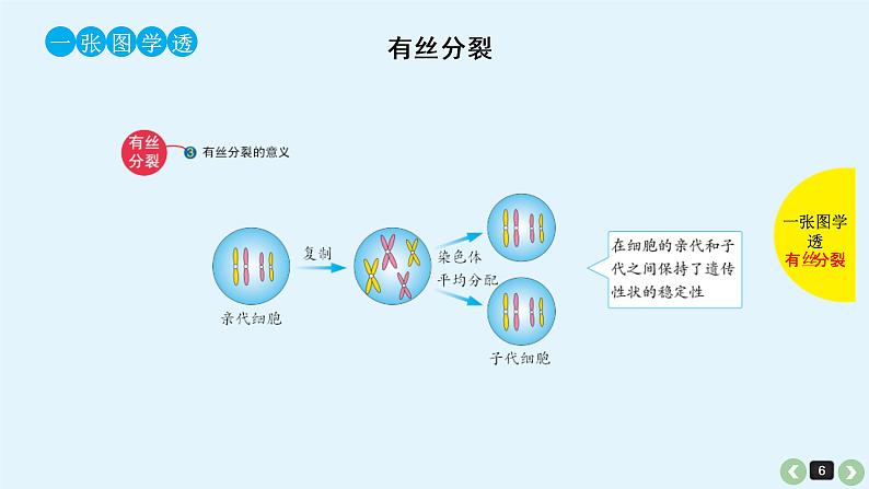 (通用版)高考生物一轮复习课件：第14课-细胞的增殖(含解析)第6页