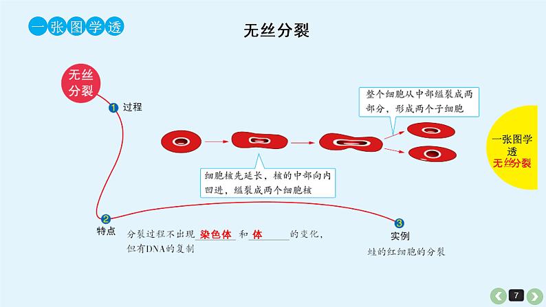 (通用版)高考生物一轮复习课件：第14课-细胞的增殖(含解析)第7页