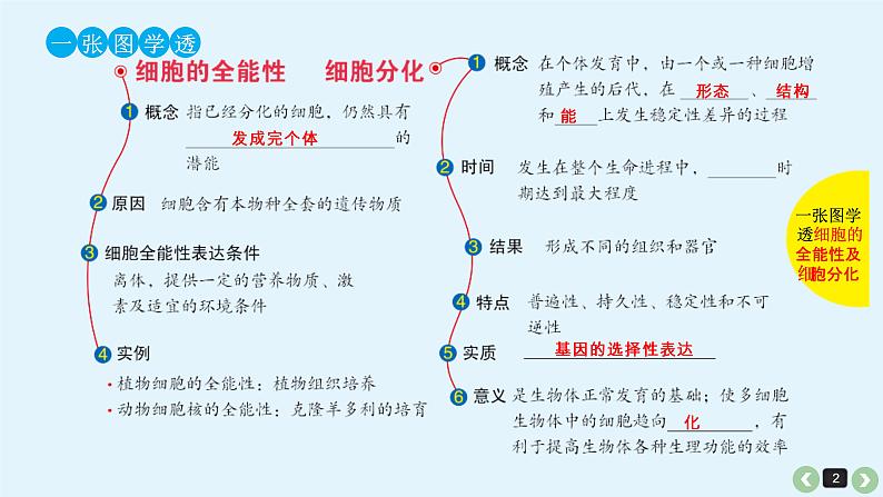 (通用版)高考生物一轮复习课件：第15课-细胞的分化、衰老、凋亡与癌变(含解析)第2页